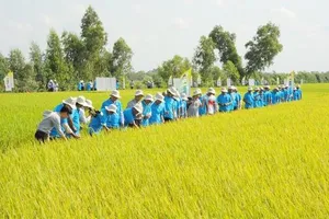 Xây dựng mô hình gạo theo hướng hữu cơ