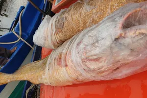 Cặp cá đường “khủng” mắc lưới ngư dân Đất Mũi