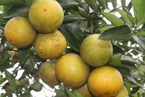 Cam Khe Mây. Ảnh: Báo Hà Tĩnh