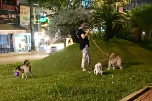 Chó vẫn thả rông nơi công cộng