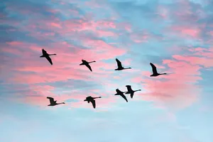 Độc thoại của một loài chim di cư