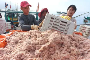 Tép biển được tập kết tại cảng cá Cửa Sót  (xã Thạch Kim, huyện Lộc Hà)