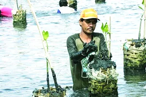 Trồng lại rừng ngập mặn ở Indonesia