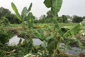 Căng mình giữ đất công viên cây xanh  