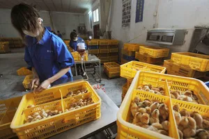 Công nhân tiêm vaccine cúm gia cầm H9 cho gà con tại một trang trại ở huyện Trường Phong, tỉnh An Huy, Trung Quốc, ngày 14-4-2013.Ảnh: REUTERS