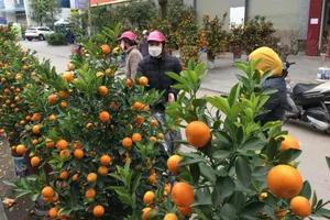 Tết Quý Mão, thời tiết ở miền Bắc đậm nét xuân