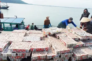 Ngư dân miền Trung trúng đậm cá cơm biển