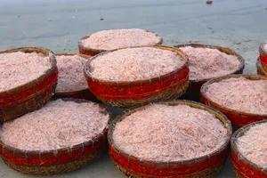 Rộn ràng mùa ruốc biển