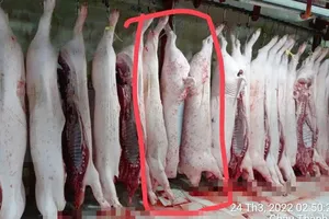Vụ tố cửa hàng tuồn thịt heo bệnh ra thị trường: Thêm hình ảnh heo có dấu hiệu bất thường