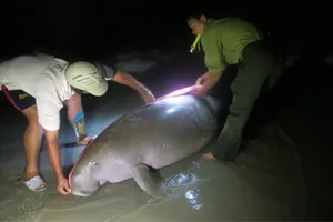 Cá thể Bò biển bị chết vào rạng sáng 3-8   