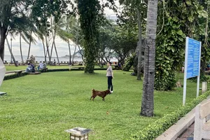 Vô tư thả rông chó ngay công viên Tam Giác (khu vực Bãi Trước, phường Vũng Tàu) nơi có hàng ngàn người dân và khách du lịch ghé thăm mỗi ngày