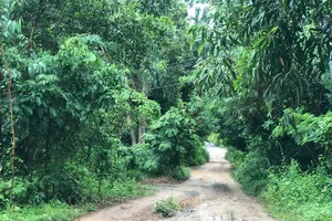 Đường dẫn vào nhà nạn nhân