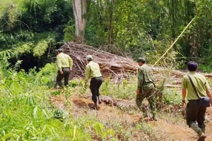 Công tác tuần tra bảo vệ rừng ở Đồng Nai