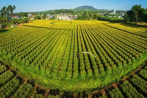 Toàn cảnh làng hoa Lê Lợi, tỉnh Đồng Nai