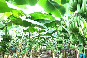 Đồng Nai xuất khẩu 220 tấn chuối tươi