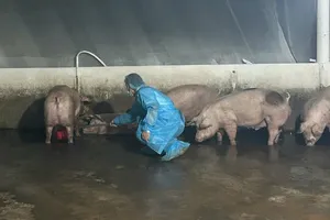 Cơ sở chăn nuôi heo tại phường Trị An, TP Đồng Nai. Ảnh: CTV