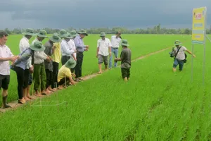 Các chuyên gia của Công ty CP Phân bón Bình Điền giúp nông dân thực hiện mô hình mới. Ảnh: PHAN NAM