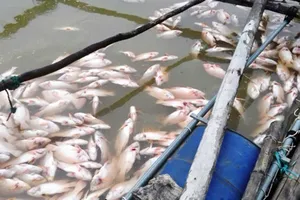 Cá trên đầm Ô Loan chết hàng loạt