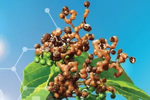 Hoạt chất làm giảm nồng độ cồn trong máu chỉ sau 30 phút