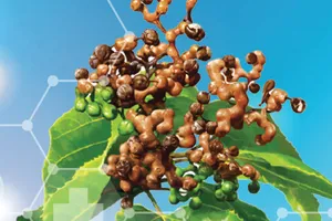 Hoạt chất làm giảm nồng độ cồn  trong máu chỉ sau 30 phút