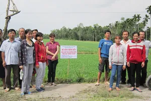 Cánh đồng rau muống nước sản xuất theo quy trình VietGAP tại xã Bình Mỹ (Củ Chi)