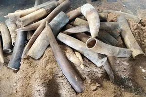 VIDEO: Phát hiện hàng trăm kg ngà voi tại cảng Cát Lái