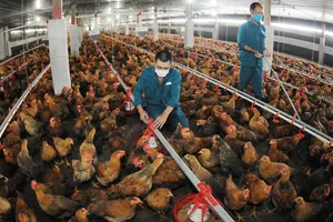          Nuôi gà cung ứng thịt, con giống cho TPHCM và các tỉnh tại Xí nghiệp gà Củ Chi. Ảnh: CAO THĂNG