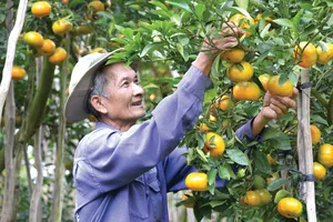 Về miền Tây ăn Tết sớm