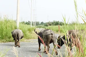 Chưa thể an cư ở khu tái định cư Hiệp Phước 1