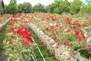 Trồng hoa tết ở Bình Chánh