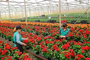 Đà Lạt tất bật chuẩn bị rau, hoa tết