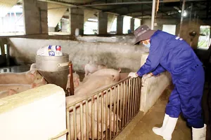 Liên kết chuỗi giúp phát triển ngành chăn nuôi theo hướng bền vững và đảm bảo nguồn thịt an toàn, chất lượng đến tay người tiêu dùng