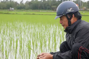 Khó xây dựng thương hiệu gạo hữu cơ