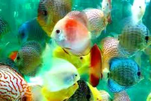 Nuôi cá đĩa đỏ thương phẩm 