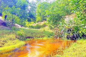 Con suối phía sau thôn Trung Tân (xã Sen Thủy) nước trong xanh  dưới thảm rừng 3 năm tuổi sau khai thác titan