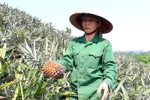 Nông dân buồn rầu vì giá thơm rớt thê thảm