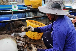 圖為岬角鄉養蠔合作社養殖的蠔突然大量死亡，造成嚴重損失。（圖源：綠色農家網）