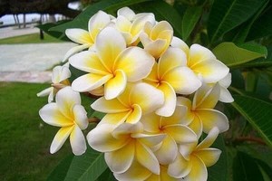 圖為雞蛋花。（圖源：互聯網）