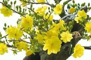 示意圖。（圖片來源：互聯網）