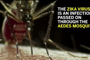 寨卡病毒主要通過伊蚊叮咬進行傳播。（資料圖來源：視頻截圖）