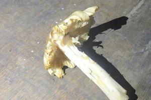 圖為誤食蘑姑中的毒野生火蘑菇。（資料圖來源：互聯網）