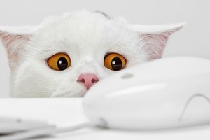 示意圖。（圖片來源：互聯網）