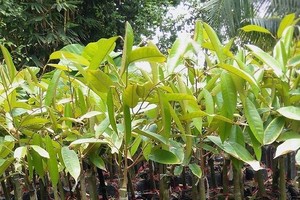 圖為 Durian Monthong 榴槤種苗。（圖源：互聯網）