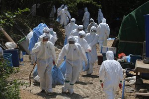 防疫工作人員正在將在釜山機張郡的一家農場內被宰殺的雞等運至掩埋地點。（圖片來源： Song Bong Keun） 