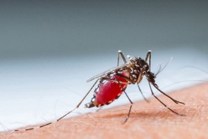 登革病毒經蚊媒傳播引起的急性蟲媒傳染病。（示意圖源：互聯網）