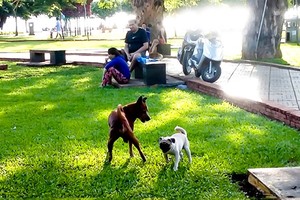 除了放任狗隨處便溺會被罰之外，如果放任狗引致令人死亡事故，則飼主還有可能要負起刑事責任。