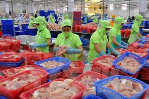 圖為魚片出口加工工段。（示意圖源：互聯網）