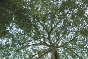 50米高的榕樹。（圖源：互聯網）