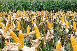 示意圖。（圖片來源：互聯網）