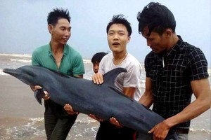 三名年輕漁民將該海豚送回大海。(圖源：互聯網)